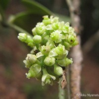 Tetrastigma nilagiricum (Miq.) B.V.Shetty